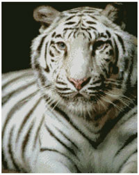 Схемы: Бенгальский Белый Тигр